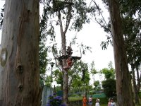  zip line between trees 