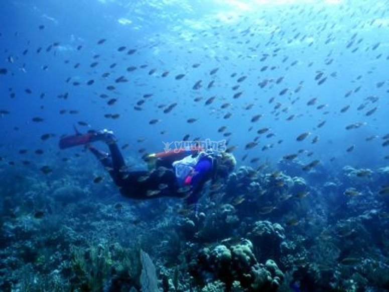 Descubre la diversidad del océano Descubre la diversidad del océano