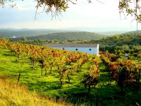 Vistas vinedos y bodega