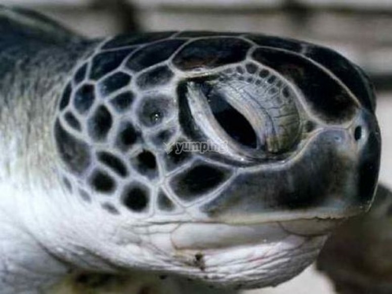 Descubre las tortugas Descubre las tortugas