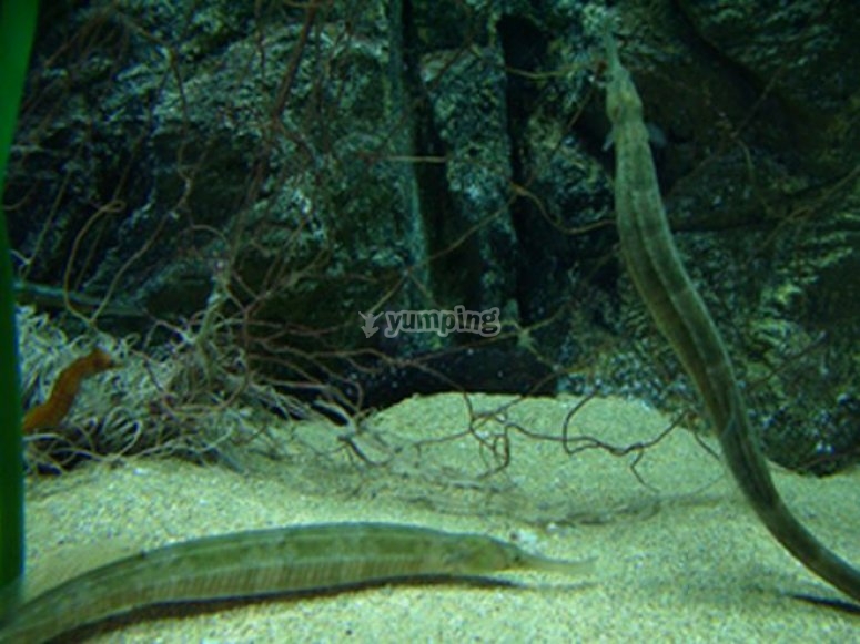 ¿Quieres visitar un acuario? ¿Quieres visitar un acuario?