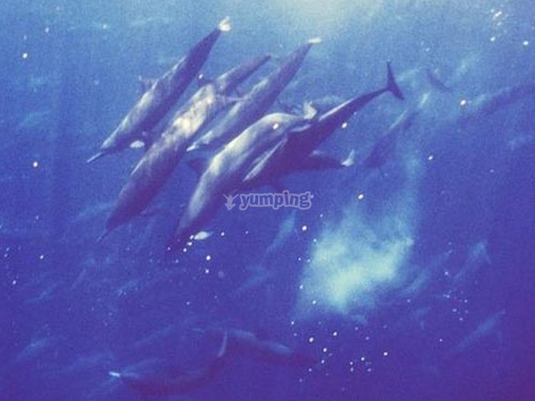 Conoce la fauna del mar Conoce la fauna del mar