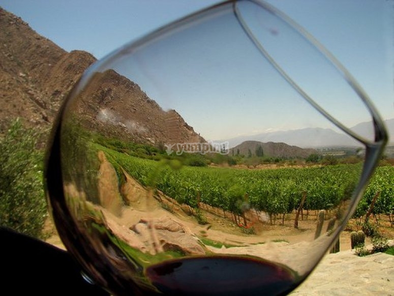 Cata de vinos y enoturismo Cata de vinos y enoturismo