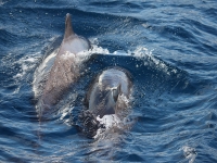  Observation des baleines 