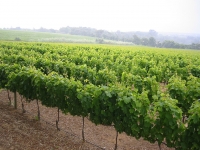  Vineyard plantation 