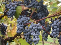  Ripening grapes