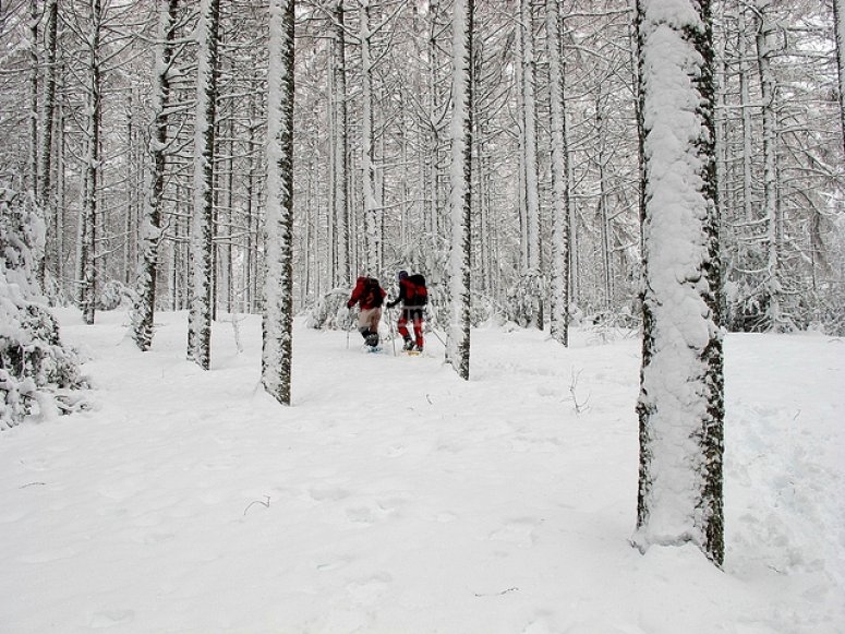 Senderistas con raquetas en la nieve /tb_c-1044-bosques-nevados1485373499.5096.jpg
