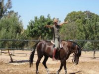  cours de dressage de chevaux 