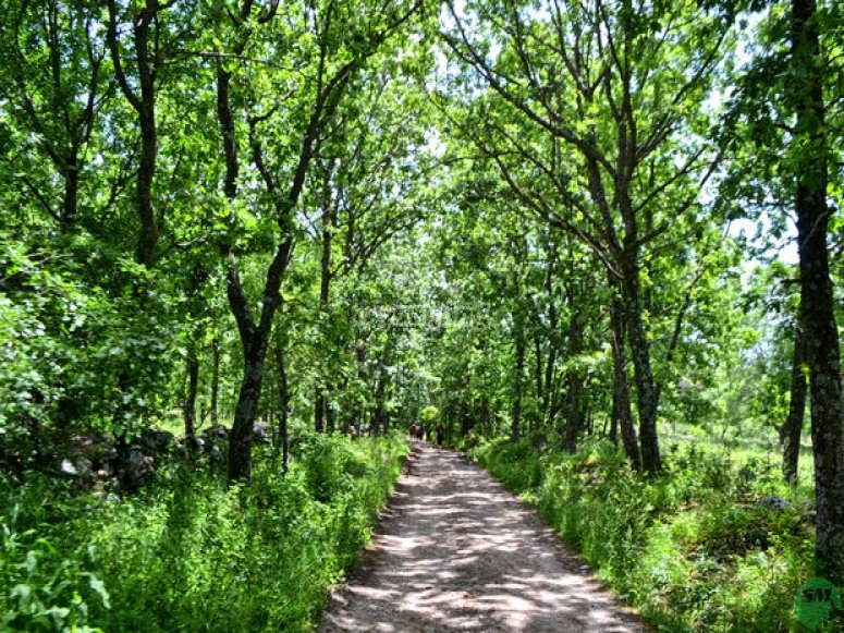 Ruta de Senderismo de la Chorrera de San Mamés. Bosque- Foto de senderismomadrid.es Ruta de Senderismo de la Chorrera de San Mamés. Bosque- Foto de senderismomadrid.es