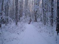  在安道尔练习拉雪橇 