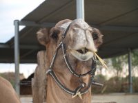 Camel route in Almería 