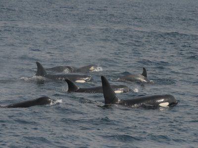 Avistamiento Orcas en el Estrecho de Gibraltar