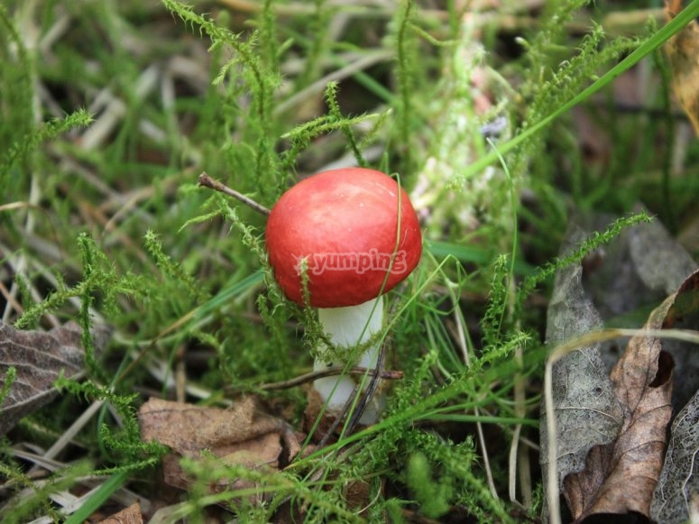 Ejemplar de russula Ejemplar de russula