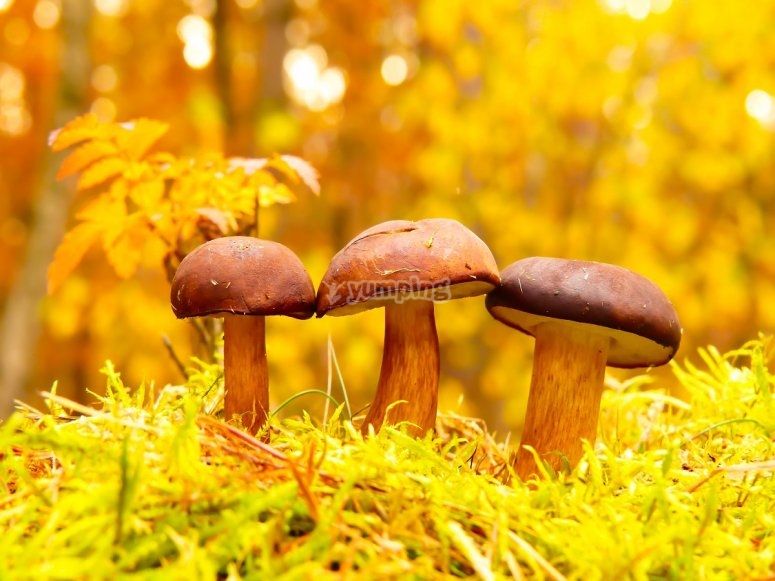 Rutas de micología en otoño Rutas de micología en otoño
