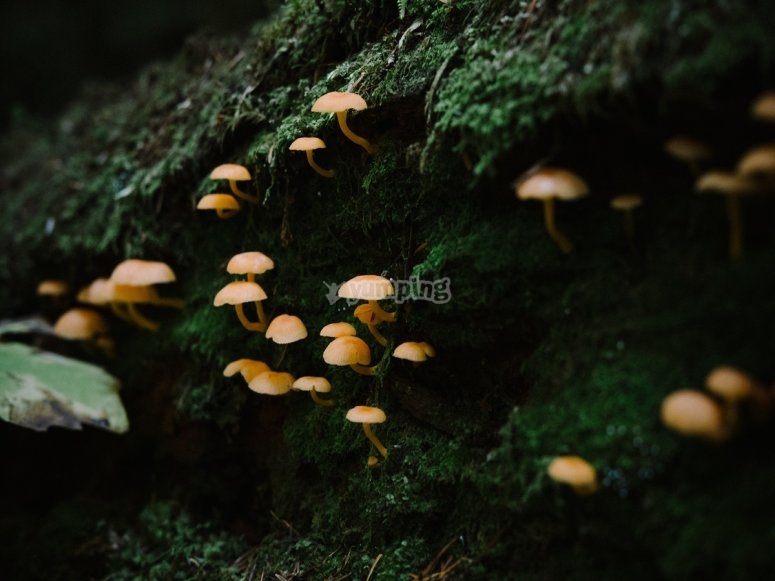 Setas en otoño Setas en otoño
