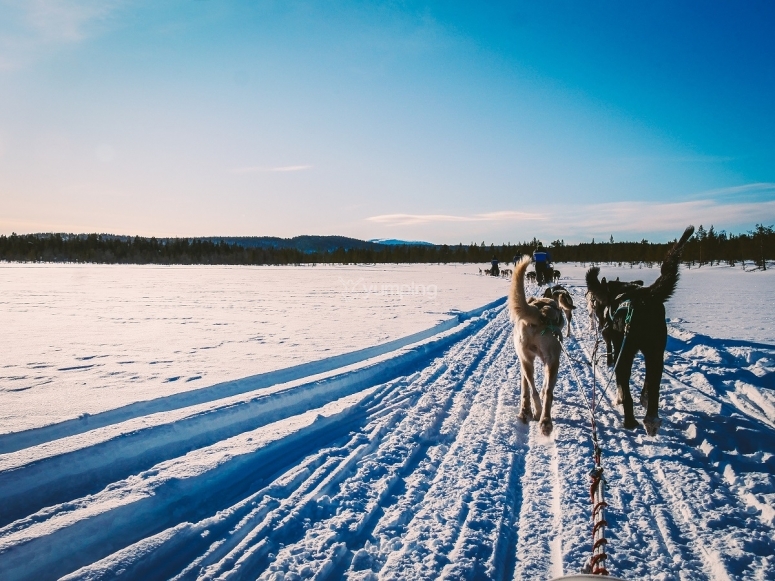 Ruta mushing Ruta mushing
