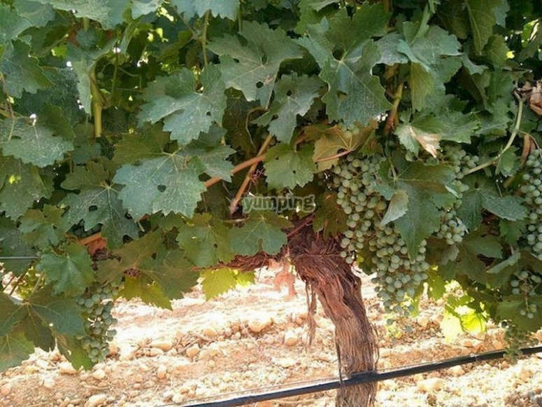 Prueba algunos de los mejores vinos manchegos en Casas-Ibáñez Prueba algunos de los mejores vinos manchegos en Casas-Ibáñez