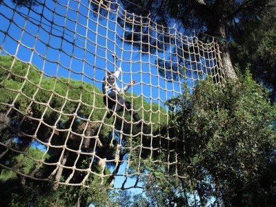 Bosque Suspendido