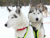 Rutas en mushing por Panticosa