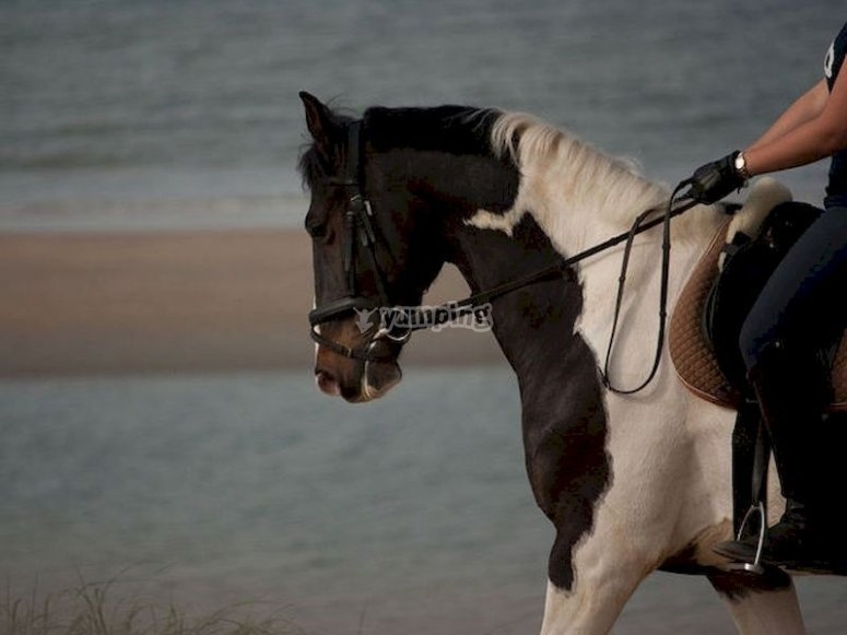 Cabalga por las playas de Son Serra de Marina Cabalga por las playas de Son Serra de Marina