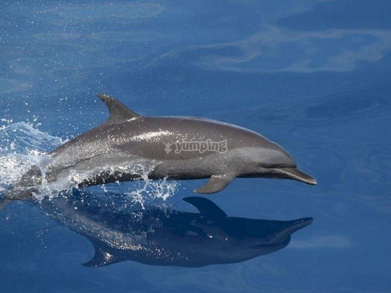 Avistamiento de Cetáceos en Gran Canaria