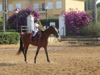  On horseback in the riding arena 