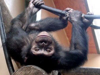 Monkey World