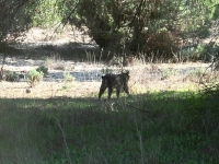  Lynx parmi les arbres 