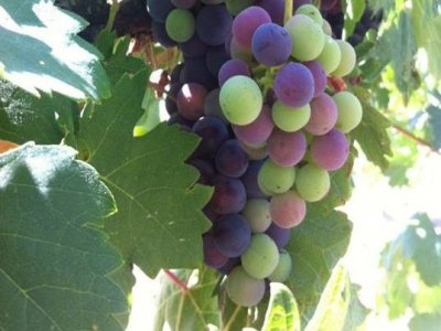 Visita guiada a bodega + degustación vino y tapas
