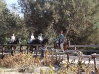  Traversée du pont avec les chevaux 