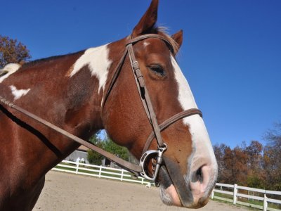 Bon mensuel pour 4 cours d'équitation