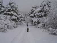  Bosco innevato 