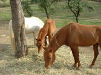 Caballos pastando