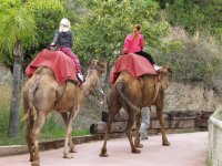  camel rides estepona 