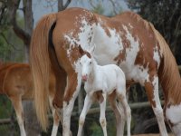 Potro paint horse