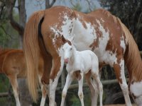 Potro paint horse