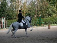  dressage 