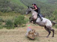  Zu Pferd über den Baumstamm springen 