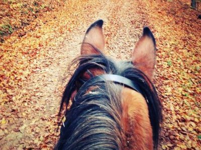 Club Hípico La Gubía Rutas a Caballo