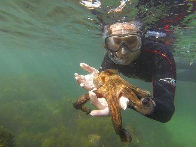 Excursión de snorkel guiada playa de Ris 2 horas