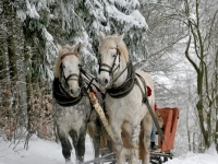 Trineo de caballos en Baqueira Beret adulto 30 min