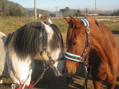 Clase + ruta a caballo, iniciación, 1 h
