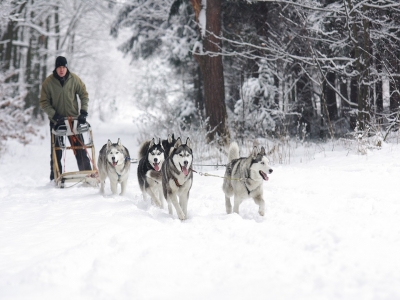 Ruta en mushing 1 h en Baqueira Beret
