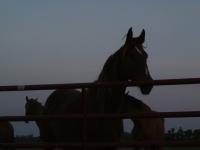 Caballos por la noche