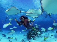 Plongée avec la faune marine 