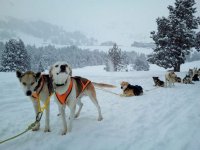 Perros descansando en la nieve