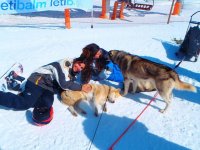  mit dem Schlittenhundeteam 