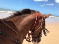  Um dos nossos cavalos na praia