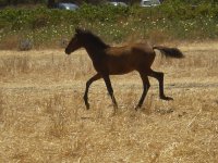  cheval noir au trot