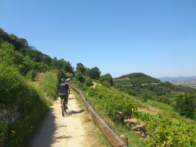 Ruta enoturística en BTT por viñedos del Penedès